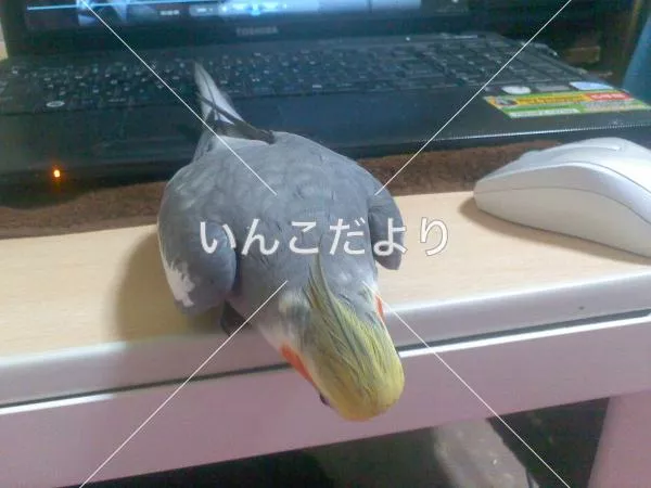 コメントの画像