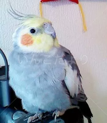 コメントの画像