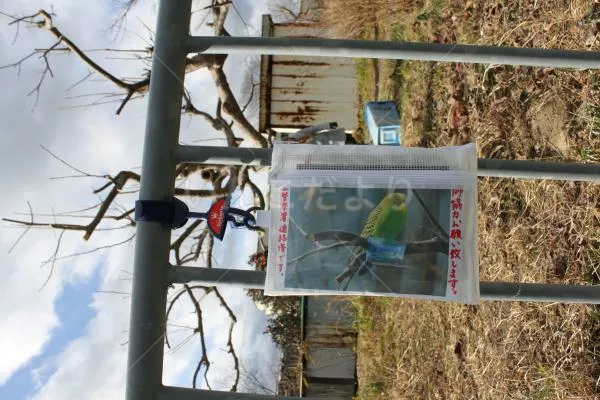 コメントの画像