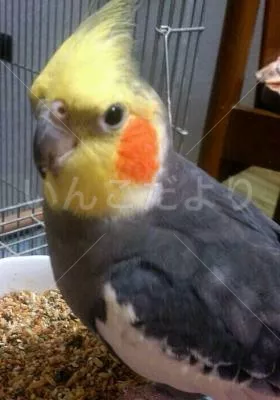 コメントの画像