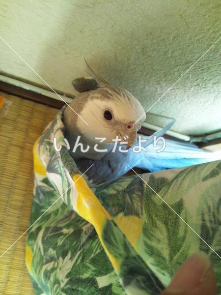 コメントの画像