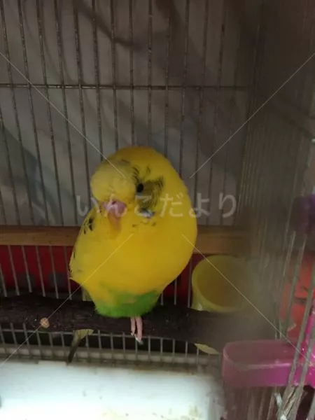 コメントの画像