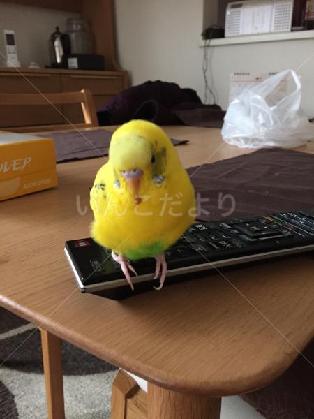 コメントの画像