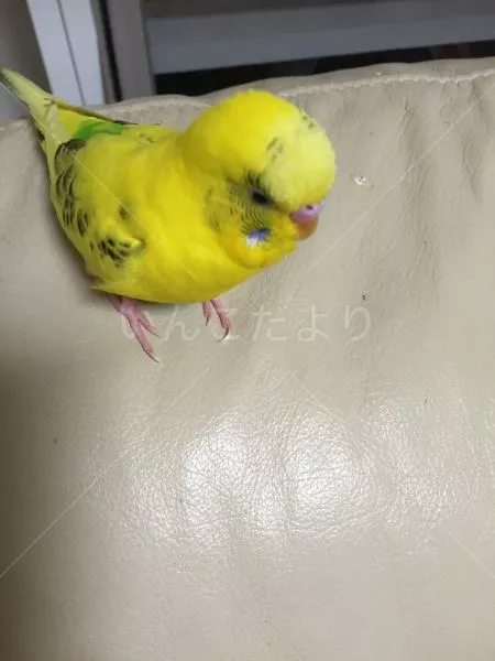 コメントの画像