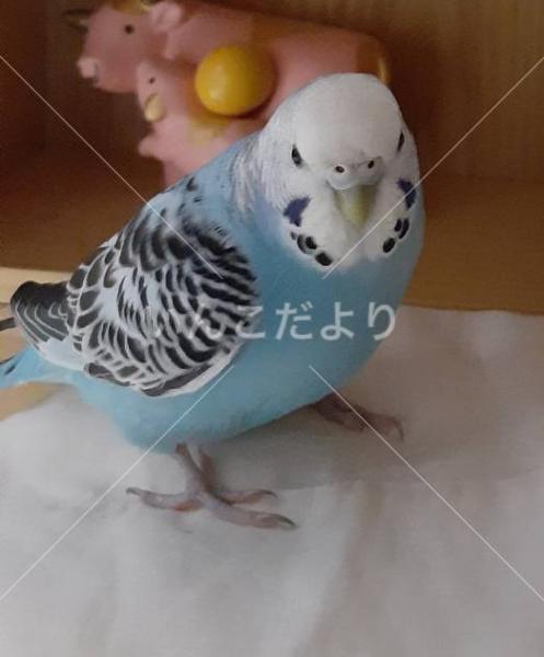 コメントの画像