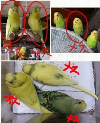 コメントの画像