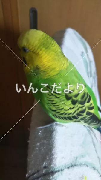 コメントの画像