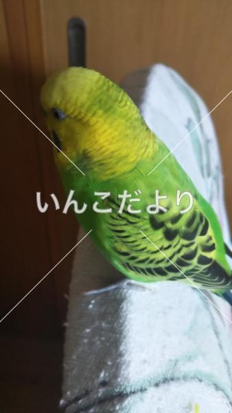 コメントの画像