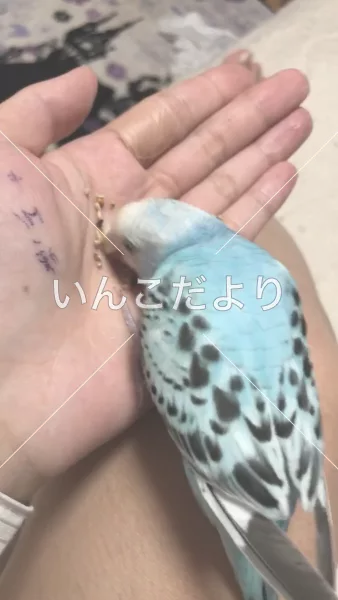 コメントの画像