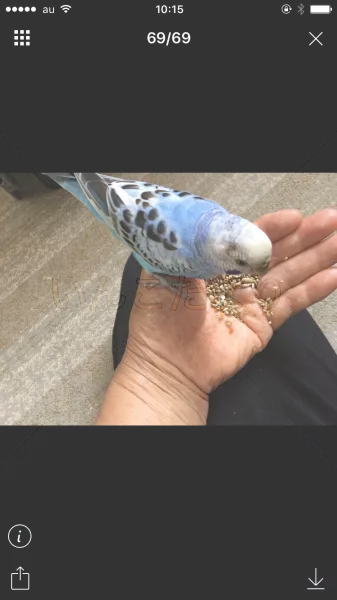 コメントの画像