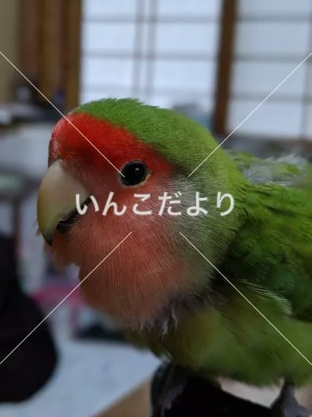 コメントの画像