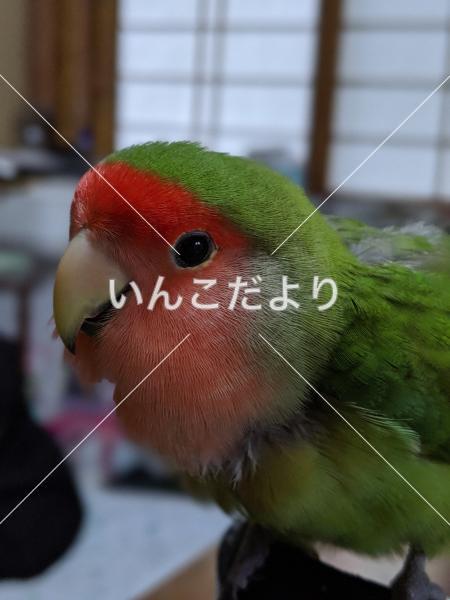 コメントの画像