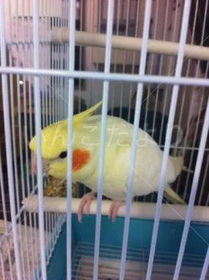 コメントの画像