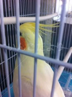 コメントの画像