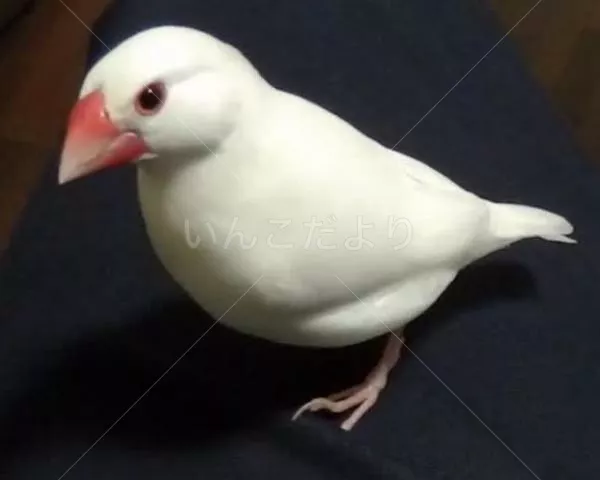 コメントの画像