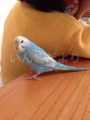 コメントの画像