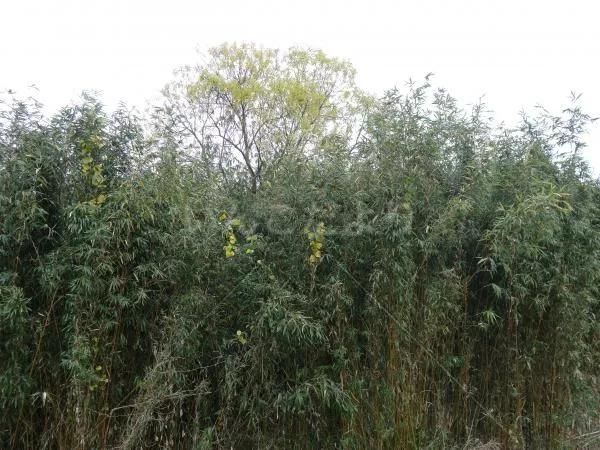 コメントの画像