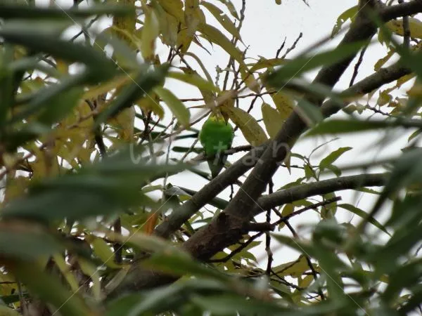 コメントの画像