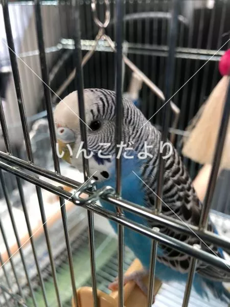 コメントの画像