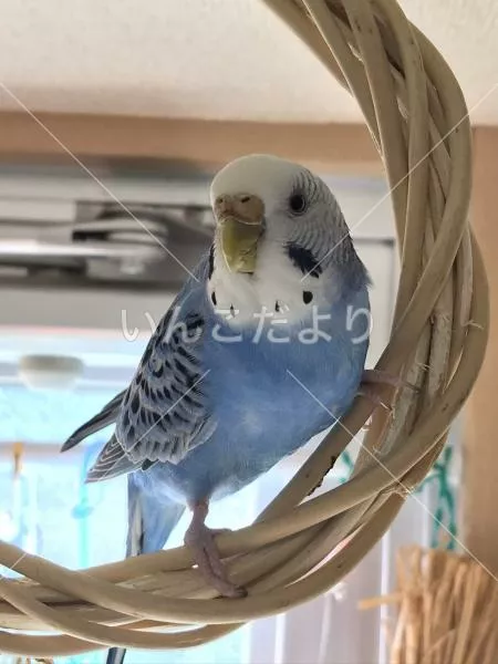 コメントの画像