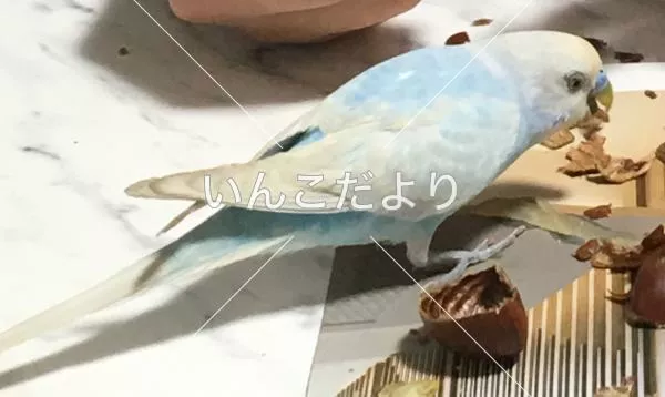 コメントの画像