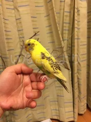 コメントの画像