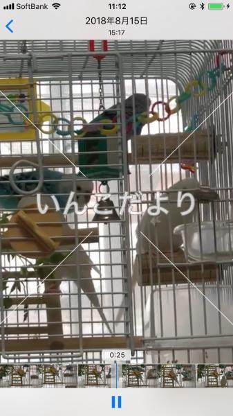 コメントの画像