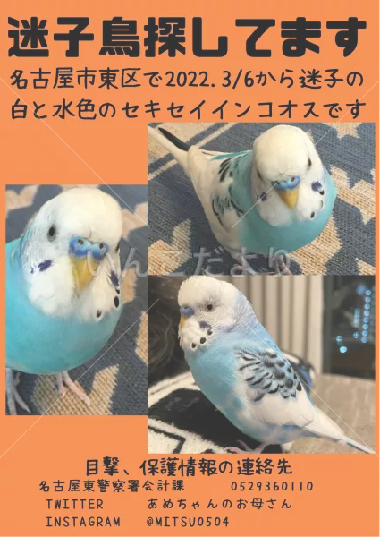 コメントの画像