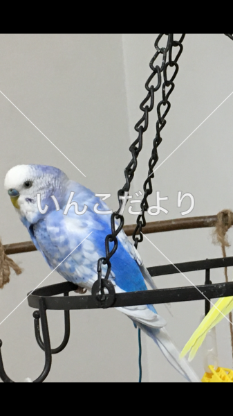 コメントの画像