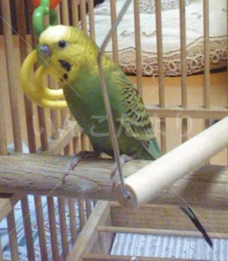 コメントの画像