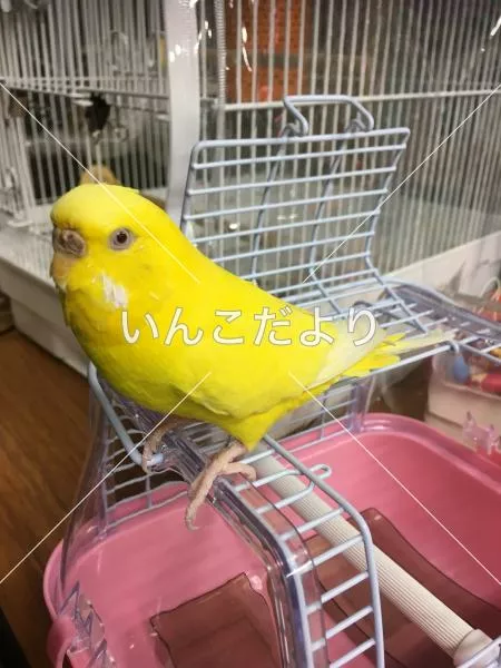 コメントの画像