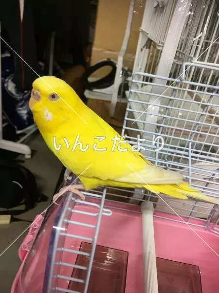 コメントの画像