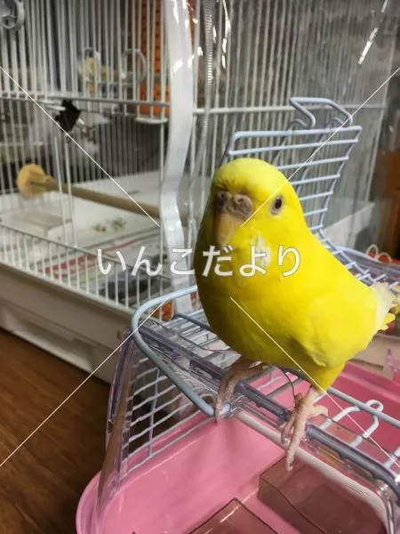 コメントの画像