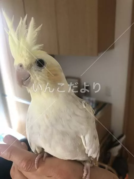 コメントの画像