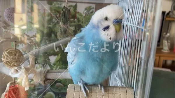 コメントの画像