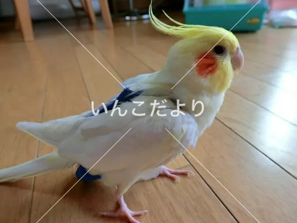 コメントの画像