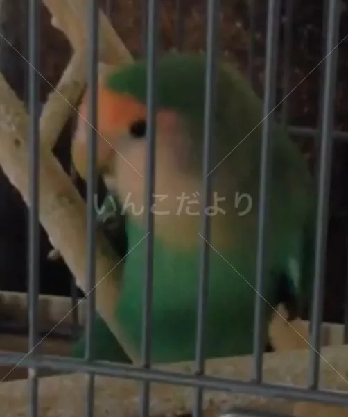 コメントの画像