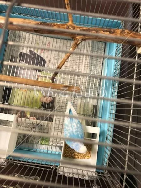 コメントの画像