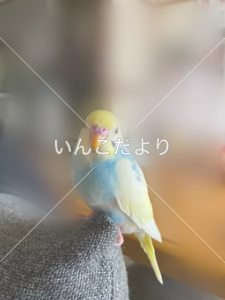 コメントの画像