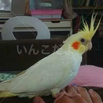 コメントの画像