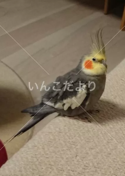 コメントの画像