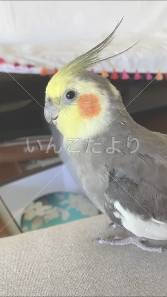 コメントの画像