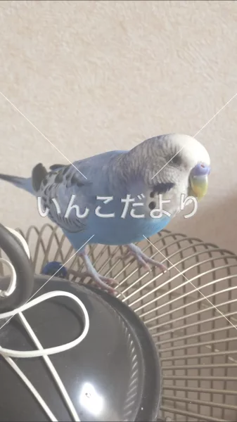 コメントの画像