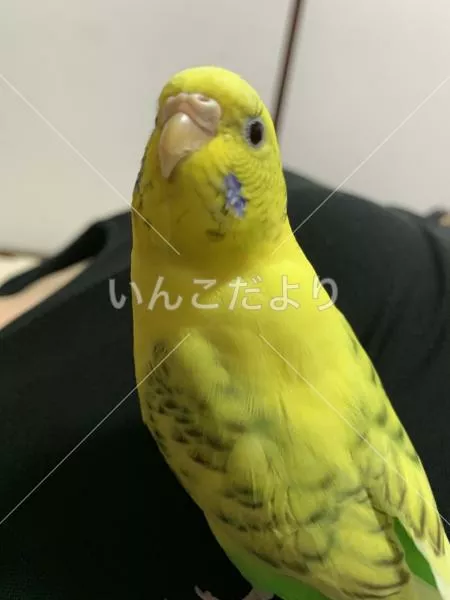 コメントの画像