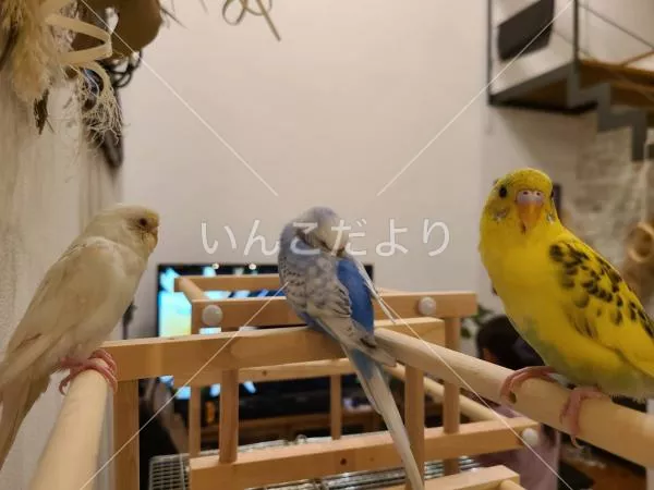 コメントの画像