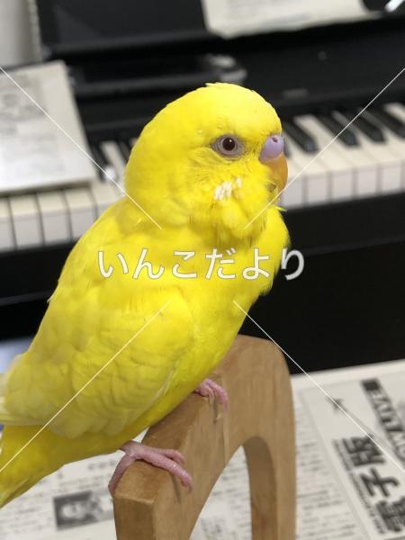 コメントの画像
