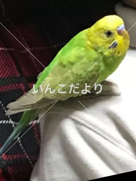 コメントの画像