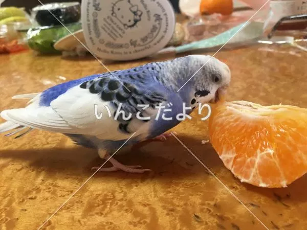 コメントの画像