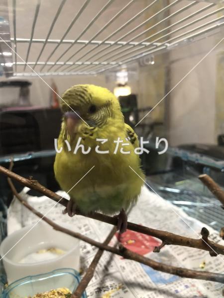 コメントの画像