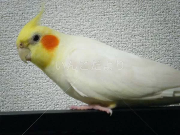 コメントの画像